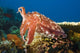 Indonesia, Cuttlefish Wall Mural