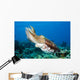 Indonesia, Cuttlefish Wall Mural
