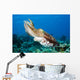 Indonesia, Cuttlefish Wall Mural