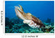 Indonesia, Cuttlefish Wall Mural