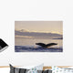Alaska, Inside Passage, Humpback Whale Tail Fluke In Late Afternoon Wall Mural