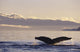 Alaska, Inside Passage, Humpback Whale Tail Fluke In Late Afternoon Wall Mural