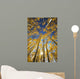USA, Colorado, Near Steamboat Springs, Yellow Aspen Tree Canopy Wall Mural