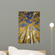 USA, Colorado, Near Steamboat Springs, Yellow Aspen Tree Canopy Wall Mural