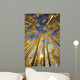 USA, Colorado, Near Steamboat Springs, Yellow Aspen Tree Canopy Wall Mural