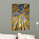 USA, Colorado, Near Steamboat Springs, Yellow Aspen Tree Canopy Wall Mural