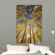 USA, Colorado, Near Steamboat Springs, Yellow Aspen Tree Canopy Wall Mural