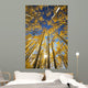 USA, Colorado, Near Steamboat Springs, Yellow Aspen Tree Canopy Wall Mural