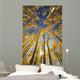 USA, Colorado, Near Steamboat Springs, Yellow Aspen Tree Canopy Wall Mural