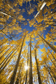 USA, Colorado, Near Steamboat Springs, Yellow Aspen Tree Canopy Wall Mural