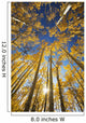 USA, Colorado, Near Steamboat Springs, Yellow Aspen Tree Canopy Wall Mural