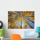 Yellow Aspen Tree Canopy Wall Mural