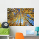 Yellow Aspen Tree Canopy Wall Mural
