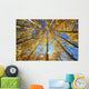 Yellow Aspen Tree Canopy Wall Mural