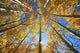 Yellow Aspen Tree Canopy Wall Mural