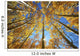 Yellow Aspen Tree Canopy Wall Mural