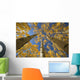Yellow Aspen Tree Canopy Wall Mural
