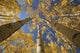 Yellow Aspen Tree Canopy Wall Mural