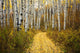 Colorado, Steamboat, Yellow Aspen Leaves On Country Road Wall Mural