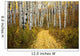 Colorado, Steamboat, Yellow Aspen Leaves On Country Road Wall Mural