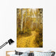 Colorado, Steamboat, Yellow Aspen Leaves On Country Road Wall Mural