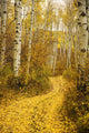 Colorado, Steamboat, Yellow Aspen Leaves On Country Road Wall Mural