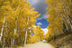 Road Winding Through Fall-Colored Aspens Wall Mural