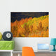 Colorado, Near Steamboat Springs, Autumn Aspen Trees On Buffalo Pass Wall Mural