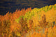 Colorado, Near Steamboat Springs, Autumn Aspen Trees On Buffalo Pass Wall Mural