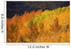 Colorado, Near Steamboat Springs, Autumn Aspen Trees On Buffalo Pass Wall Mural