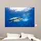 Mexico, Great White Shark Wall Mural
