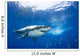 Mexico, Great White Shark Wall Mural