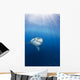 Mexico, Great White Shark Wall Mural