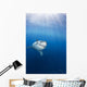 Mexico, Great White Shark Wall Mural