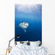 Mexico, Great White Shark Wall Mural