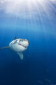 Mexico, Great White Shark Wall Mural