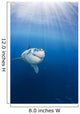 Mexico, Great White Shark Wall Mural