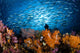 Indonesia, Diver And School Of Fusiliers And Alcyonarians Wall Mural