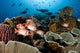 Indonesia, School Of Shoulderbar Soldierfish Wall Mural