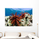 USA, Slate Pencil Urchin Wall Mural
