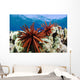 USA, Slate Pencil Urchin Wall Mural