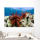 USA, Slate Pencil Urchin Wall Mural