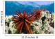 USA, Slate Pencil Urchin Wall Mural