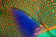 Indonesia, Close-Up Of Parrotfish Scales And Pectoral Fin Wall Mural