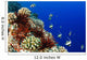 USA, Typical Hawaiian Reef Scene Wall Mural
