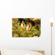 Clown Anemonefish Hiding In Anemone Wall Mural
