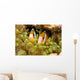 Clown Anemonefish Hiding In Anemone Wall Mural