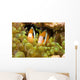 Clown Anemonefish Hiding In Anemone Wall Mural