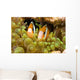 Clown Anemonefish Hiding In Anemone Wall Mural