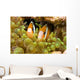 Clown Anemonefish Hiding In Anemone Wall Mural